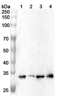 Western blot analysis was performed using anti-PSME3 polyclonal antibody at 1ug/mL on various samples.
Lane 1: HepG2 cell lysate
Lane 2: Hela cell lysate
Lane 3: K562 cell lysate
Lane 4: 293T cell lysate