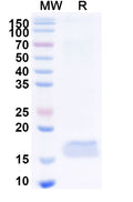 SDS-PAGE for Anti-Human CD269/TNFRSF17/BCMA Nanobody (SAA1321)
