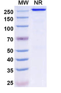 Anti-Human BCMA/TNFRSF17 Reference Antibody (Ispectamab) – Figure 1 of 3