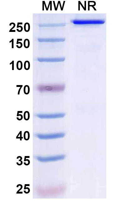 Anti-Human BCMA/TNFRSF17 Reference Antibody (Ispectamab) – Figure 1 of 3