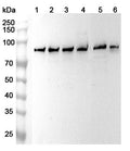 Western blot analysis was performed using anti-SH3BP2 polyclonal antibody at 1ug/mL on various samples.
Lane 1: Hela cell lysate
Lane 2: PC-3 cell lysate
Lane 3: Jurkat cell lysate
Lane 4: HepG2 cell lysate
Lane 5: Raji cell lysate
Lane 6: A431 cell lysate