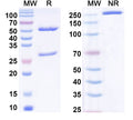 SDS-PAGE for Anti-Phospho-Histone H3 (pT11) Antibody (N123/19)