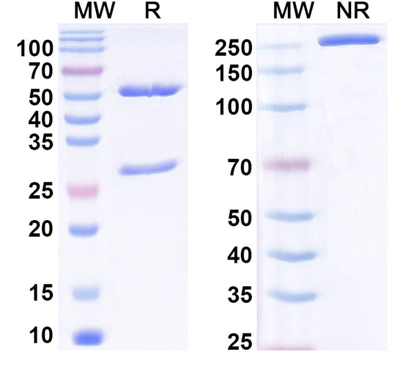SDS-PAGE for Anti-Phospho-Histone H3 (pT11) Antibody (N123/19)