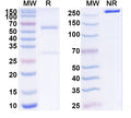 SDS-PAGE for Anti-Human H3K9ac Antibody (SAA0502).