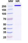 Anti-Human DLK1 Reference Antibody (ADCT-701) – Figure 1 of 1