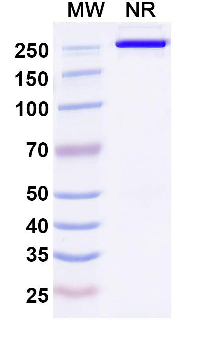 Anti-Human DLK1 Reference Antibody (ADCT-701) – Figure 1 of 1