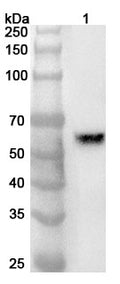 Western blot analysis was performed using anti-Eosinophil peroxidase polyclonal antibody at 1ug/mL on various samples.
Lane 1: Mouse spleen lysate