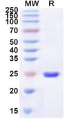Recombinant Human RHO Protein, N-His-KSI