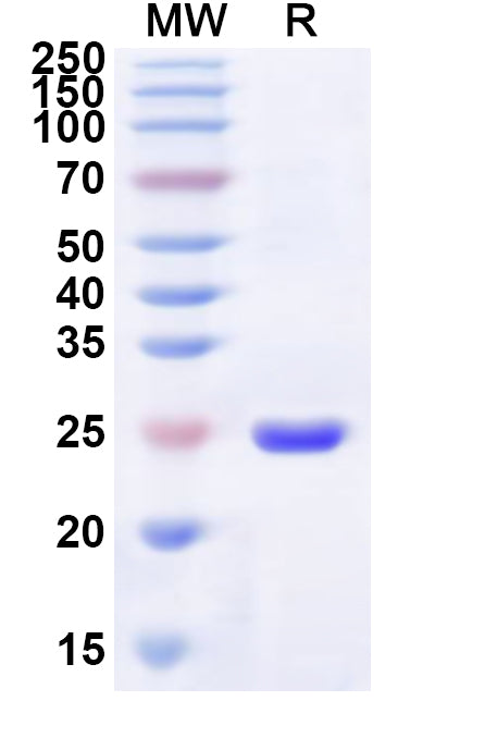 Recombinant Human RHO Protein, N-His-KSI