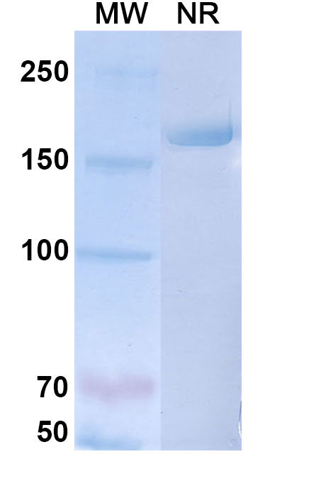 Anti-Human CGRP1 Reference Antibody (Galcanezumab) – Figure 1 of 1