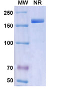 Anti-Human CGRP1 Reference Antibody (Fremanezumab)