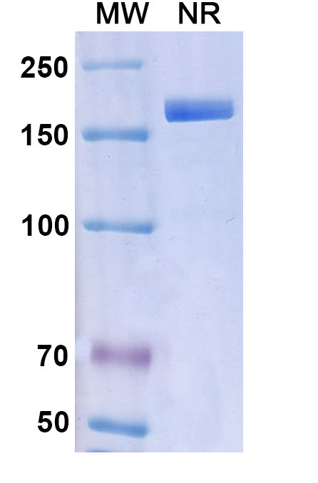 Anti-Human CGRP1 Reference Antibody (Fremanezumab)