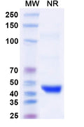 Anti-Human CGRP1 Reference Antibody (Eptinezumab) – Figure 1 of 1