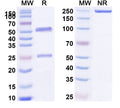SDS-PAGE for Anti-Human GAPDH Monoclonal Antibody (1A200)
