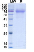 Recombinant Human CD115/CSF1R Protein, C-His