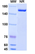 Anti-Human M-CSF R/CD115 Reference Antibody (Cabiralizumab) – Figure 1 of 1
