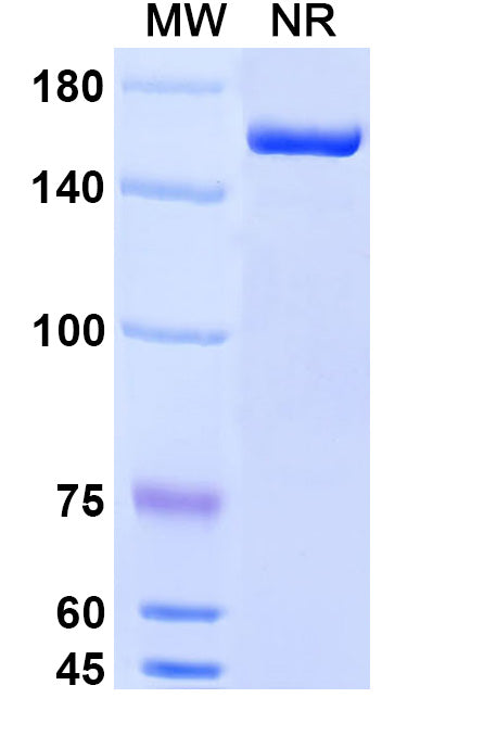 Anti-Human M-CSF R/CD115 Reference Antibody (Cabiralizumab) – Figure 1 of 1