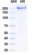 Anti-Human M-CSF R/CD115 Reference Antibody (Axatilimab) – Figure 1 of 1