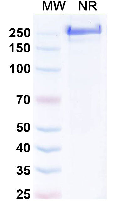 Anti-Human M-CSF R/CD115 Reference Antibody (Axatilimab) – Figure 1 of 1