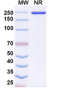 Anti-Human M-CSF R/CD115 Reference Antibody (Ly3022855) – Figure 1 of 1