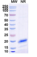 SDS-PAGE for Anti-Human CD71/TFRC Nanobody (SAA1205)