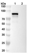 Anti-Human Transferrin R/TfR Reference Antibody (Delpacibart) – Figure 1 of 2