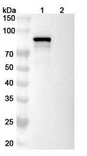 Anti-Human Transferrin R/TfR Reference Antibody (Delpacibart) – Figure 1 of 2