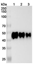 Detects Human CD14 in indirect ELISAs.