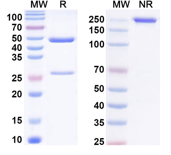 SDS-PAGE for Anti-Phospho-p53 (pT18) Antibody (23#)