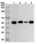 Western blot analysis was performed using anti-TP53 polyclonal antibody at 1ug/mL on various samples.
Lane 1: HT-29 cell lysate
Lane 2: A431 cell lysate
Lane 3: 293T cell lysate
Lane 4: Raji cell lysate