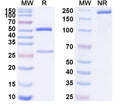 SDS-PAGE for Anti-Human GIP Antibody (SAA1567)