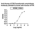 Detects Human TTR in indirect ELISAs.