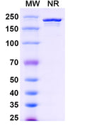 Anti-Human CD5 Reference Antibody (Telimomab) – Figure 1 of 1