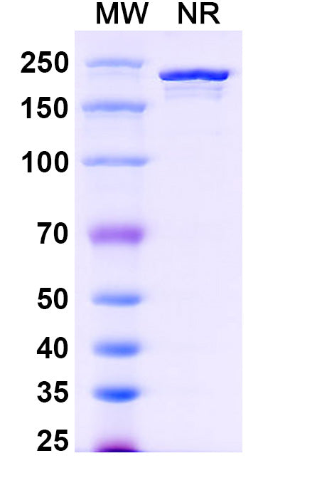 Anti-Human CD5 Reference Antibody (Telimomab) – Figure 1 of 1