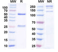 SDS-PAGE for InVivoMAb Anti-Human CD3E Antibody (38E4#).