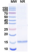 SDS-PAGE for Anti-Human CD3E Nanobody (SAA1330)