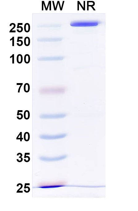 Anti-Human CD3 epsilon Reference Antibody (Otelixizumab) – Figure 1 of 1