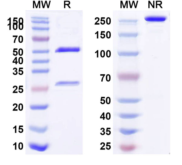 Anti-Human CD3 epsilon Reference Antibody (Teplizumab) – Figure 1 of 1