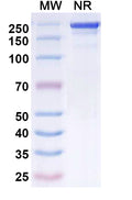 Anti-Human CD3 epsilon Reference Antibody (Visilizumab) – Figure 1 of 1
