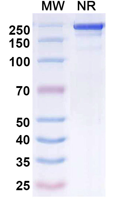 Anti-Human CD3 epsilon Reference Antibody (Visilizumab) – Figure 1 of 1