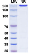 Anti-Human CD3 epsilon Reference Antibody (Foralumab) – Figure 1 of 1