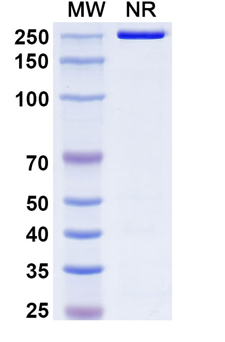 Anti-Human CD3 epsilon Reference Antibody (Foralumab) – Figure 1 of 1