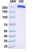 Anti-Human CD3 epsilon Reference Antibody (Dafsolimab) – Figure 1 of 1