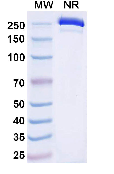 Anti-Human CD3 epsilon Reference Antibody (Dafsolimab) – Figure 1 of 1