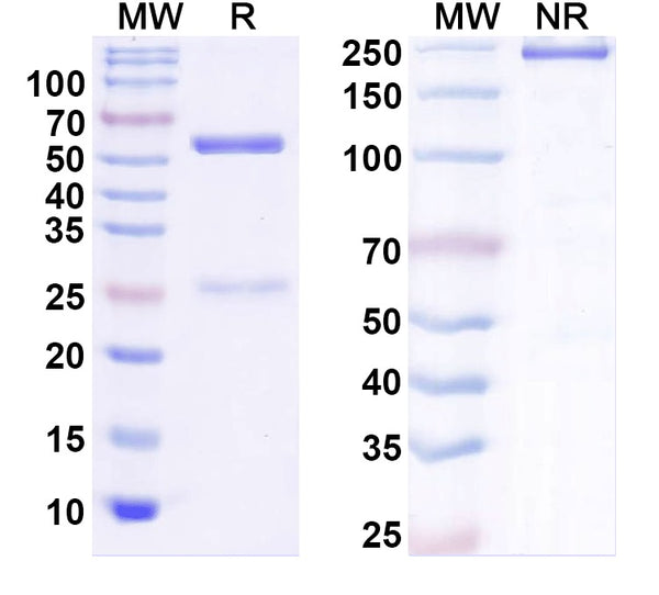 SDS-PAGE for InVivoMAb Anti-Human APCS Antibody (Iv0161).