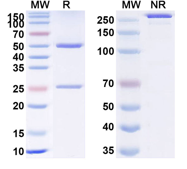 Anti-Human Pentraxin 2/SAP Reference Antibody (Dezamizumab) – Figure 1 of 1