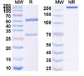 SDS-PAGE for Anti-Human FVIIa Mutant Version (Vatreptacog alfa) Antibody (4F5)