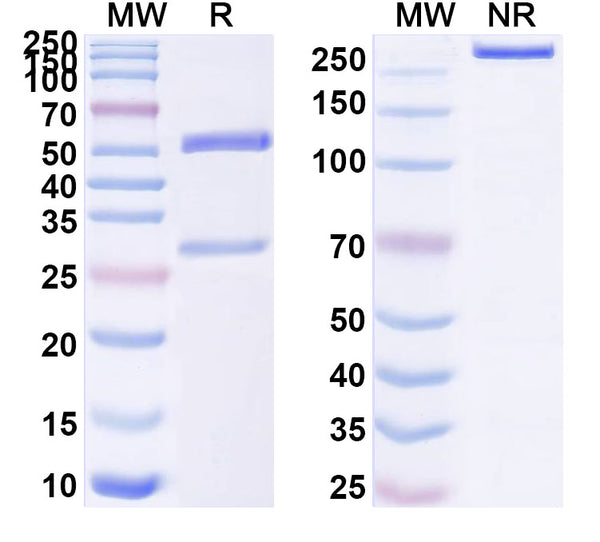 SDS-PAGE for Anti-Human FVIIa Mutant Version (Vatreptacog alfa) Antibody (4F5)