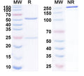 Anti-Human Integrin alpha V/CD51 Reference Antibody (Abituzumab) – Figure 1 of 4