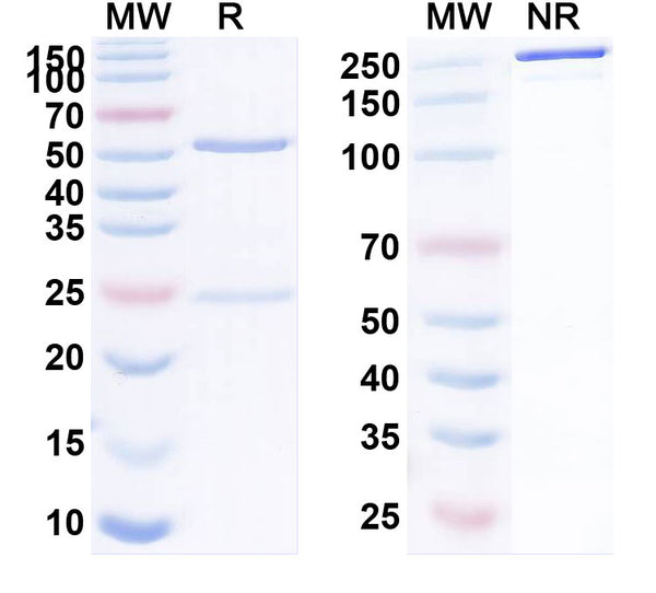 Anti-Human Integrin alpha V/CD51 Reference Antibody (Abituzumab) – Figure 1 of 4